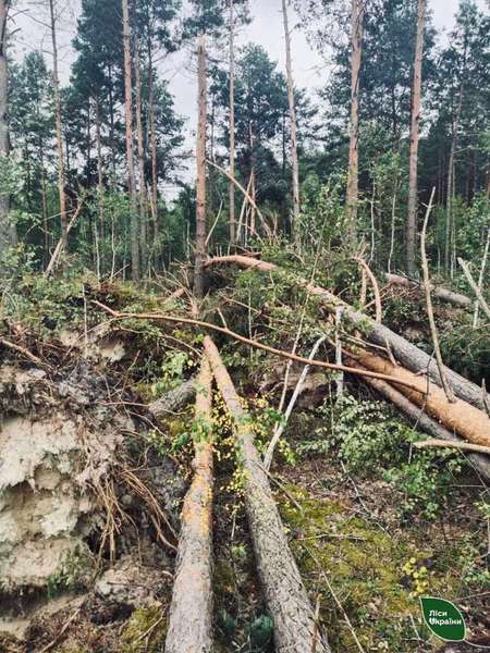 Наслідки негоди: волинські лісівники прибиратимуть повалені дерева (фото)