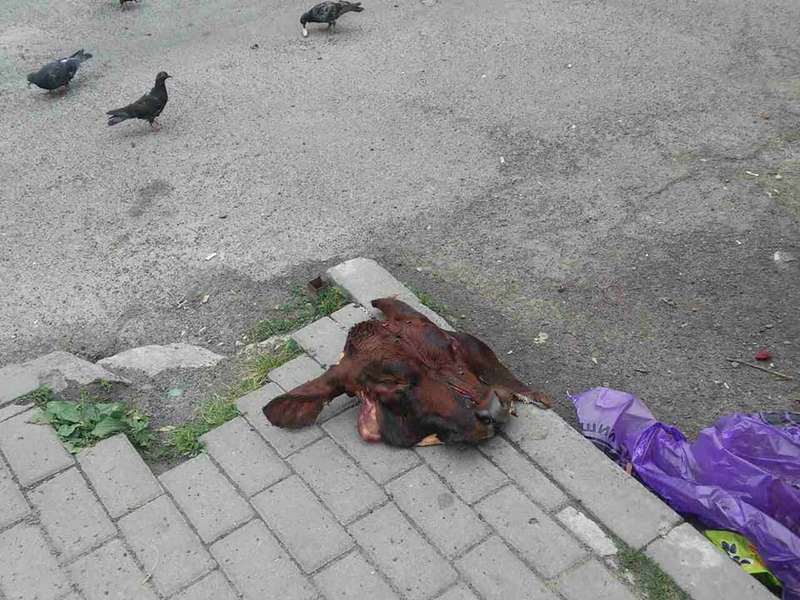 У Луцьку просто на вулицю викинули голови тварин (фото, відео 18+)