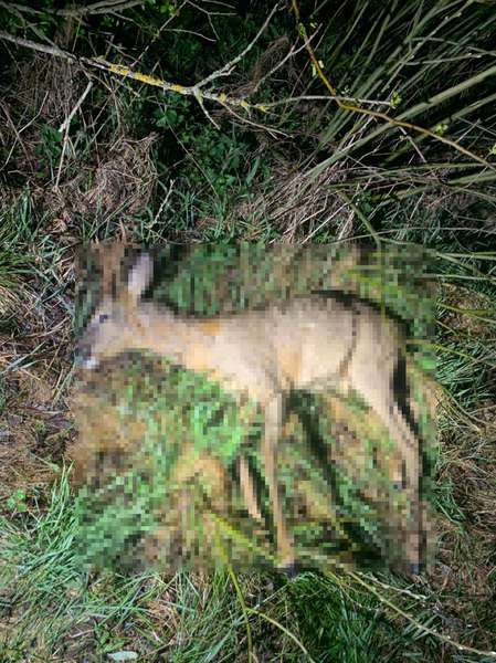На Волині прикордонники виявили вбитого дикого козла