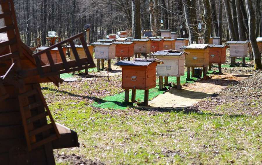 Як на Волині виготовляють екологічний мед (фото)