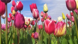 Під Луцьком стартував фестиваль тюльпанів «Волинська Голландія» (фото, відео)
