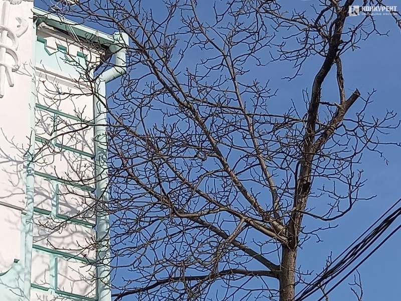 У центрі Луцька зрізали здорове дерево, щоб врятувати квартиру від підтоплення (фото)