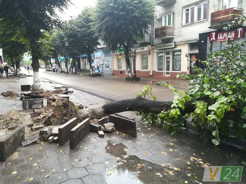 Під час зливи у центрі Луцька завалилося дерево (фото)