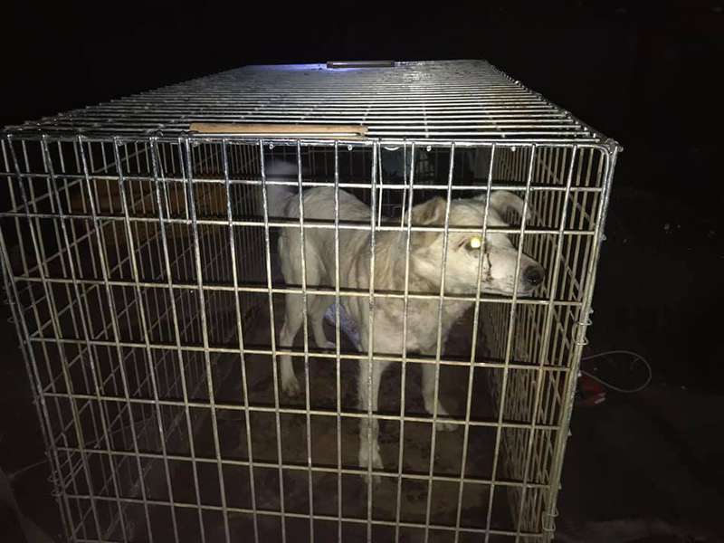 Худий та виснажений: у Луцьку врятували собаку з каналізаційного люка (фото)
