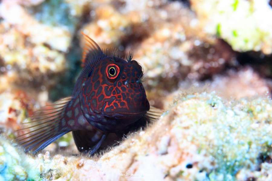 Вчені розгадали загадку, чому на коралових рифах завжди багато риби