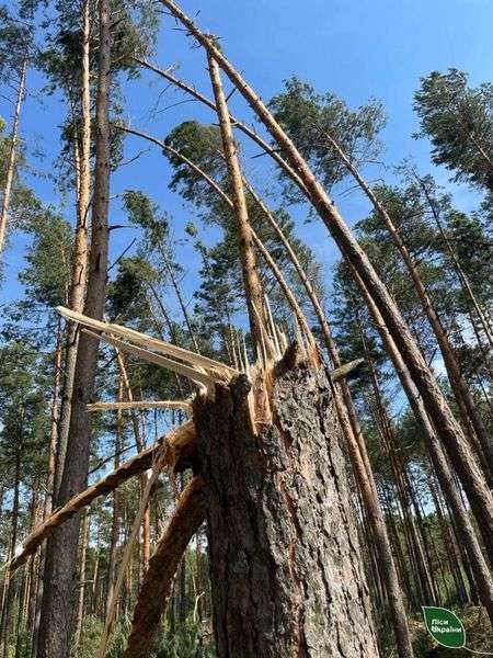 Поламані, як сірники, дерева: буревій пошкодив майже 5 тисяч га лісу на Камінь-Каширщині (фото)