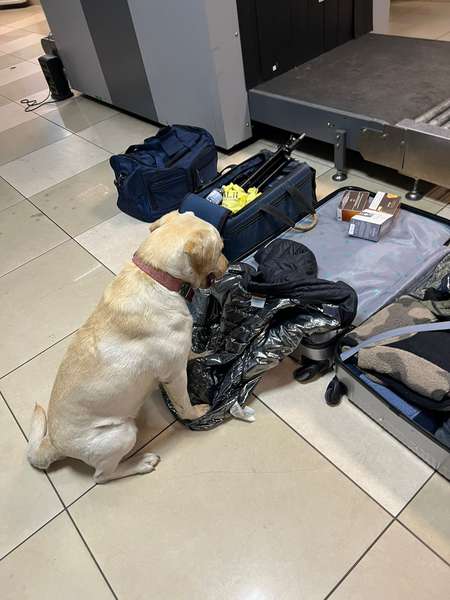 На волинських митницях собаки «винюхали» наркотики у подорожніх (фото)