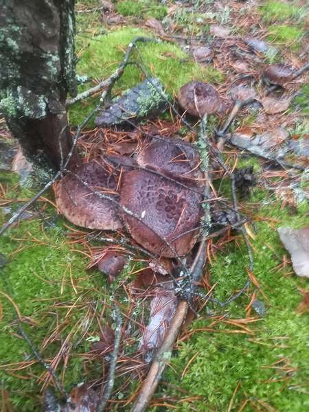 Сезон триває: волиняни в грудні збирають повні кошики грибів (фото)