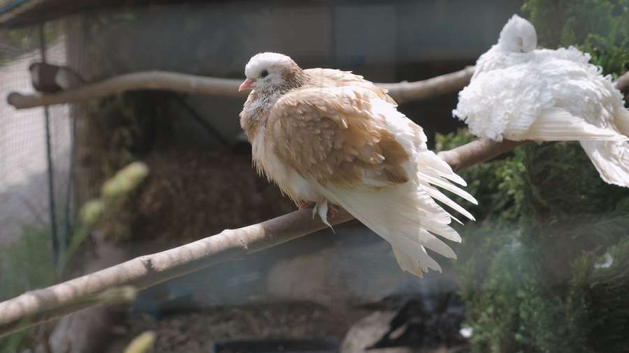 У Луцькому зоопарку поселили голубів, яких евакуювали з-під Бахмута  (відео)