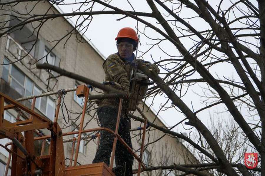 У Володимирі на Ковельській кронують дерева (фото)
