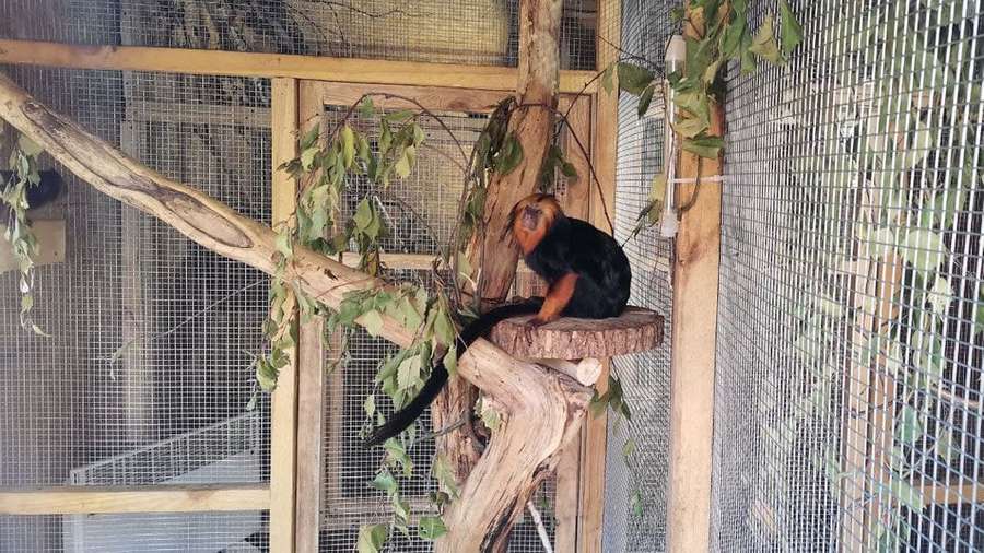 Мініатюрних мавп у «Луцькому зоопарку» переселили в нове помешкання (відео)