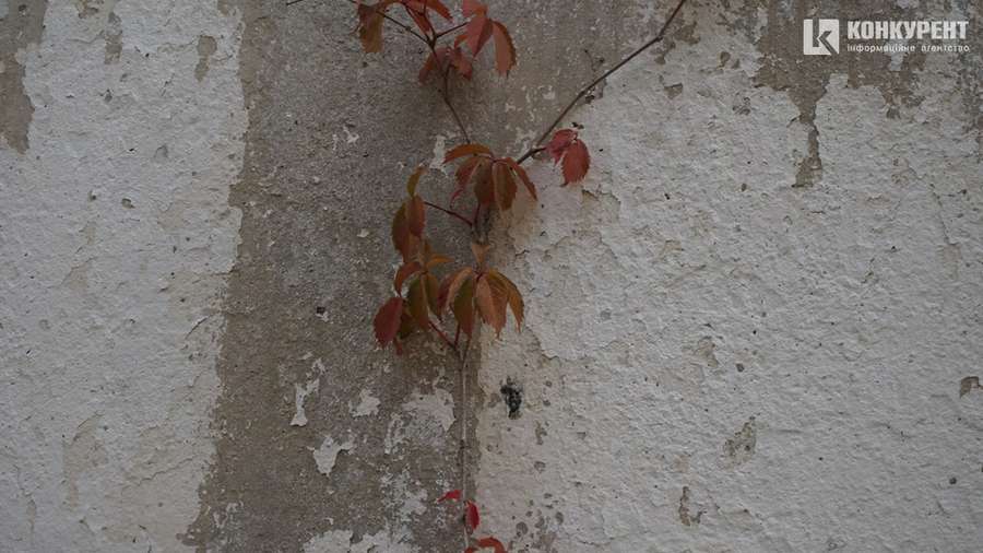 Квіти, песики, каштани: Дубнівська у Луцьку восени (фото)