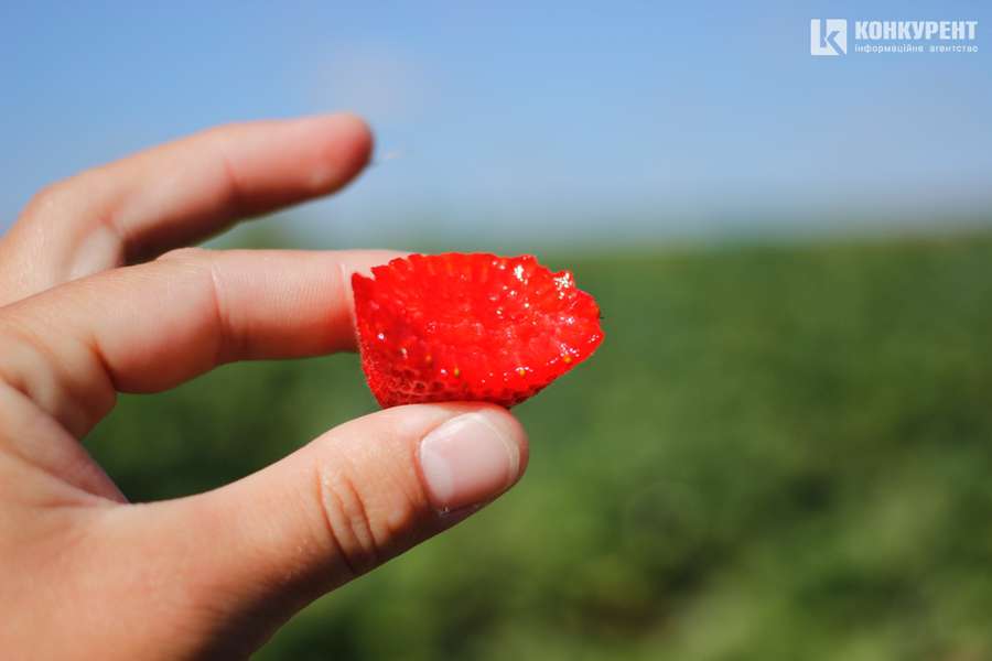 Червона та смачна: як у селі під Луцьком росте полуниця (фото)