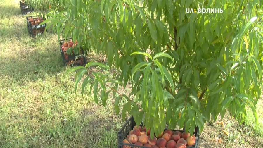 На Волині у персиковому саду зібрали урожай (фото, відео)