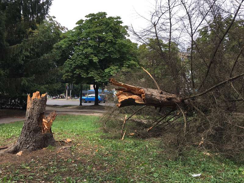У Луцьку буревій повалив дерево (фото)