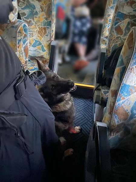 В «Устилузі» службовий собака «винюхав» в автобусі наркотики (фото)