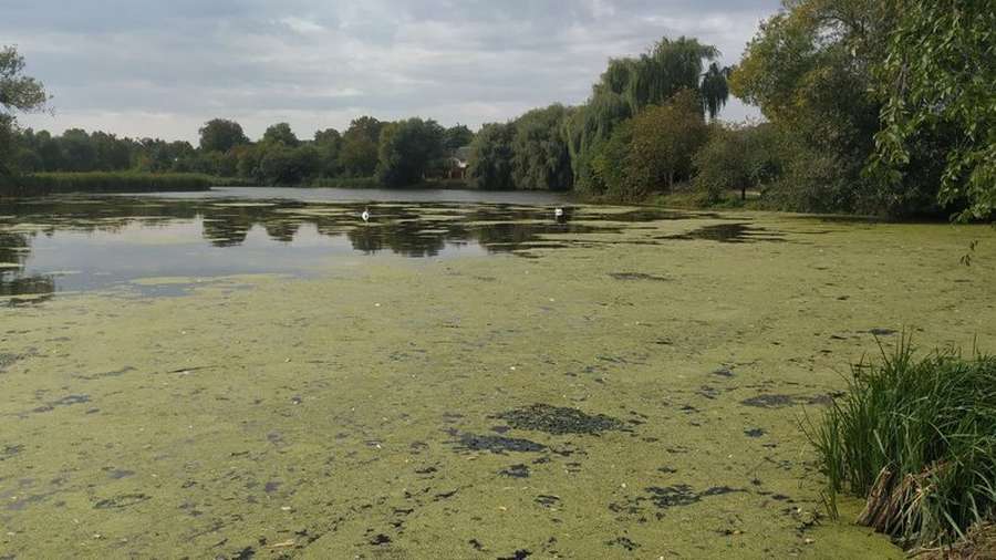 Екоінспектори обстежили ставок у Луцьку, в якому загинула риба (відео)