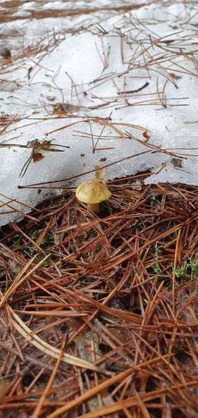 Сезон триває: волиняни в грудні збирають повні кошики грибів (фото)