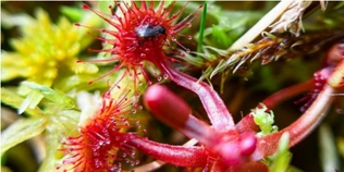 Червонокнижні рослини «захопили» болота нацпарку на Волині (фото)