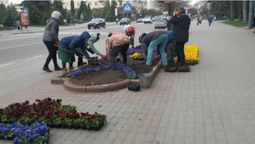 Садять квіти та обрізають гілля: луцькі комунальники наводять лад на вулицях міста ( фото, відео)