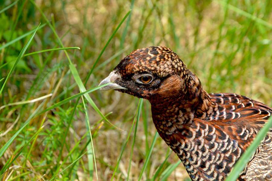 У Звірівському лісі штучно вивели молодняк фазана (фото)