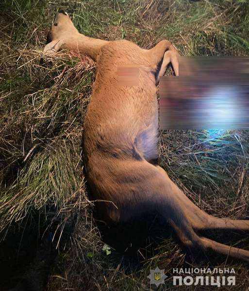 На Волині браконьєри вбили двох козуль (фото, відео)