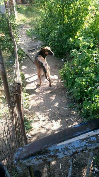 У Луцьку безпритульний собака «тероризує» мешканців (фото)