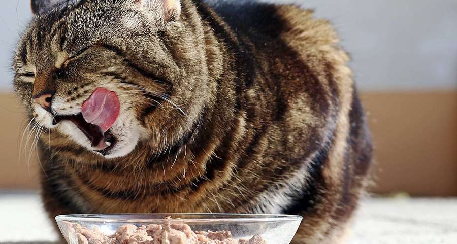 Як вибрати корм для кота залежно від віку тварини