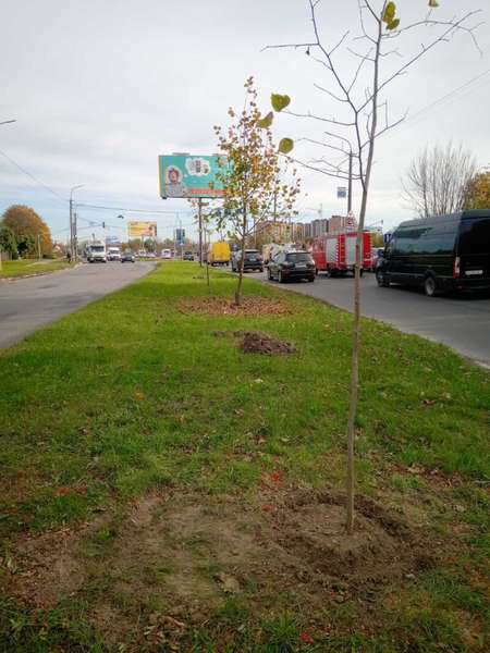 Парки, сквери, вулиці: у Луцькій громаді восени висадили 254 дерева та 285 кущів (фото)