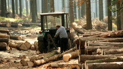 За рік на Волині знищують до мільйона кубометрів лісу