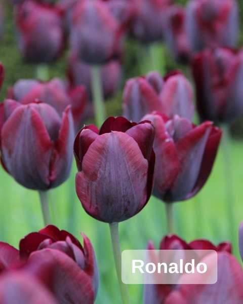 ТОП-10 щорічних тюльпанів-фаворитів «Волинської Голландії» (фото)