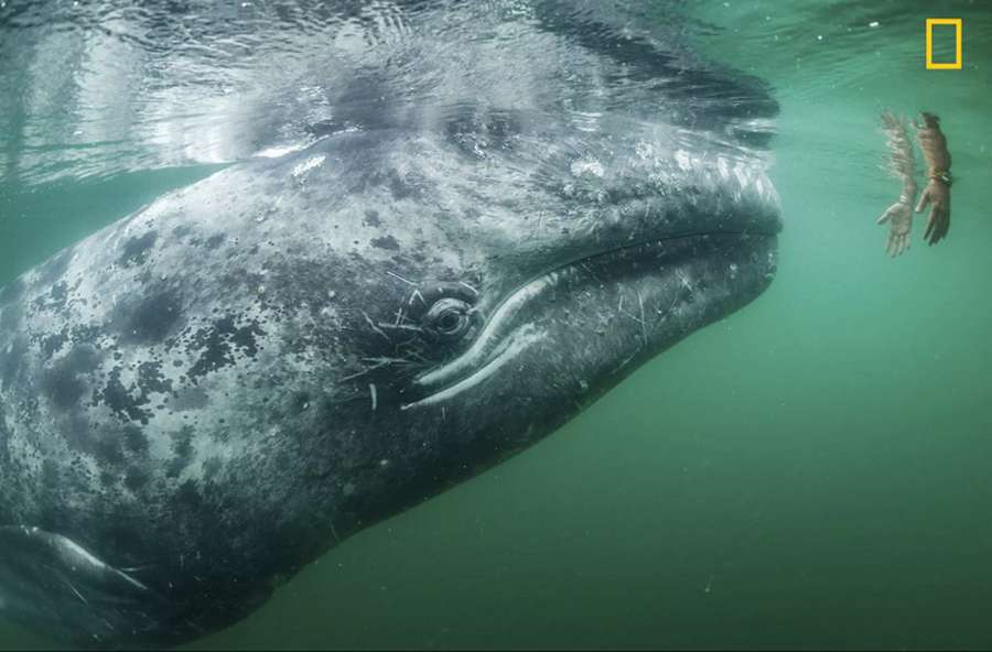Сірий кит наближається до туриста