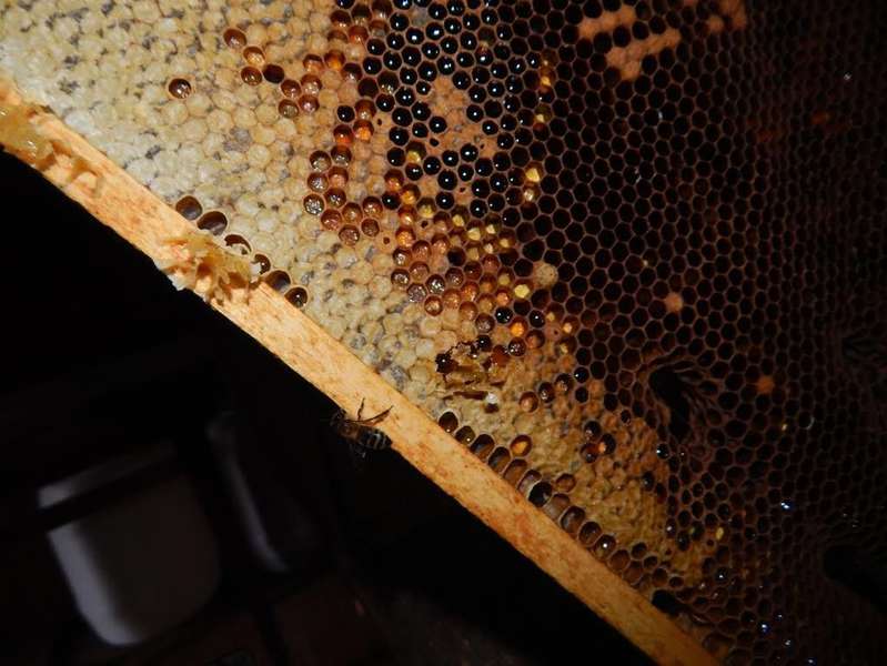 У  лісгоспі на Волині зібрали перший урожай меду