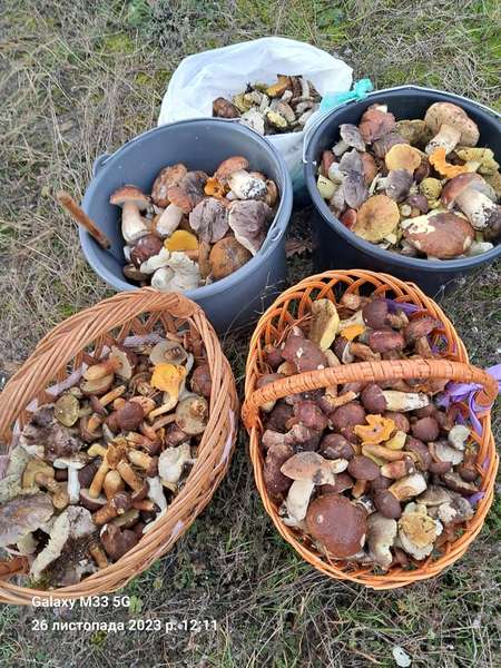 Де на Волині під час тихого полювання назбирати повні кошики грибів (фото)