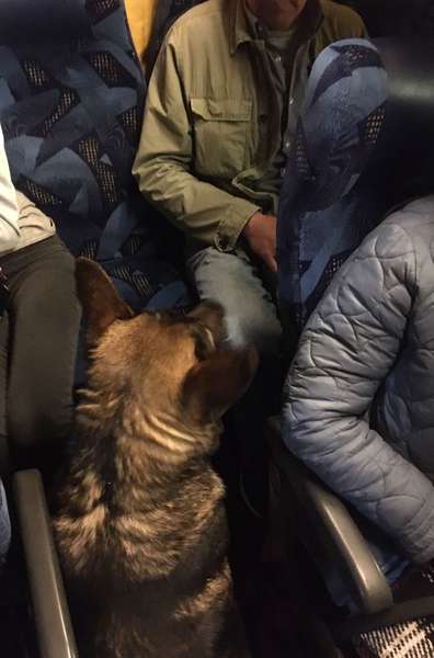На волинських митницях собаки «винюхали» наркотики у подорожніх (фото)