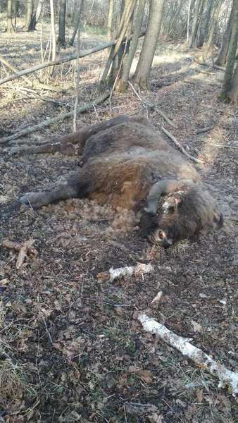 У лісі на Волині знайшли мертвого зубра (фото 18+)