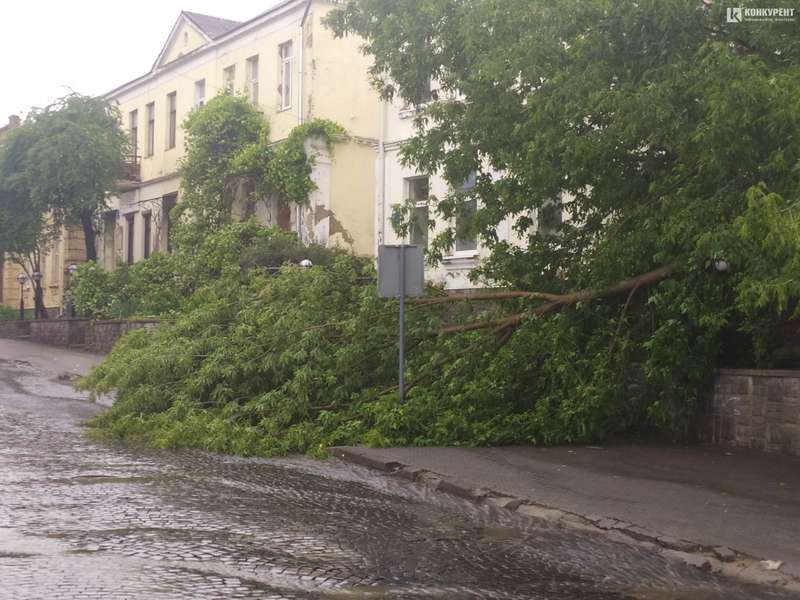 Вітер повалив дерево і дорожній знак у центрі Луцька (фото)