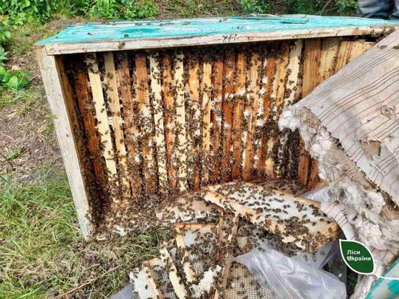 Відбитки лап і зруйнована пасіка: на Рівненщині помітили сліди ведмедя (фото)
