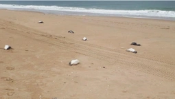 В Уругваї на берег викинуло близько двох тисяч мертвих пінгвінів (фото)