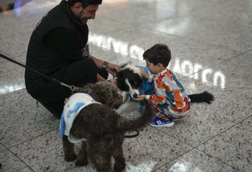 Аеропорт Стамбулу найняв собак-терапевтів: вони заспокоюватимуть туристів