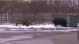 Як рідні: у Володимирі дикі свині гуляють по АЗС (відео)