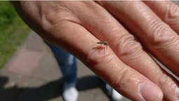 Засилля комарів у Луцьку: що кажуть екологи і лікарі (відео)
