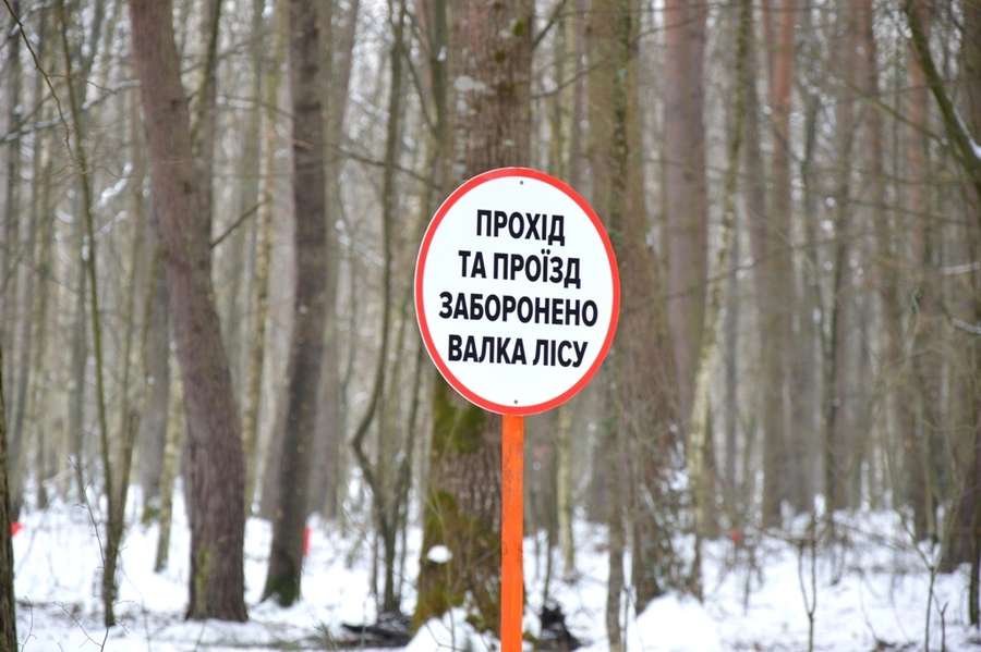 Лісоповал по-волинськи: лісівники показали особливості роботи (фото)
