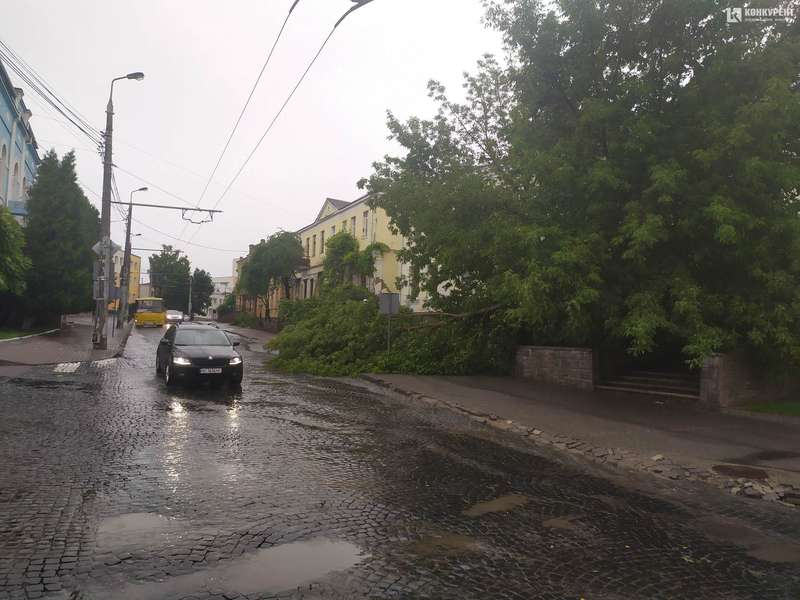 Вітер повалив дерево і дорожній знак у центрі Луцька (фото)