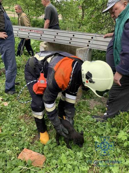 У Торчині рятувальники визволяли собаку, який впав до колодязя (фото)