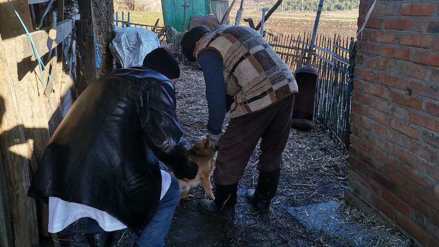 У двох селах на Волині оголосили карантин через сказ у тварин