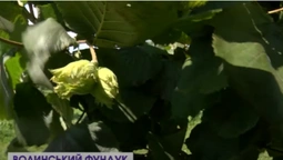 На місці чагарника: в селі на Волині вирощують гектари фундука (відео)