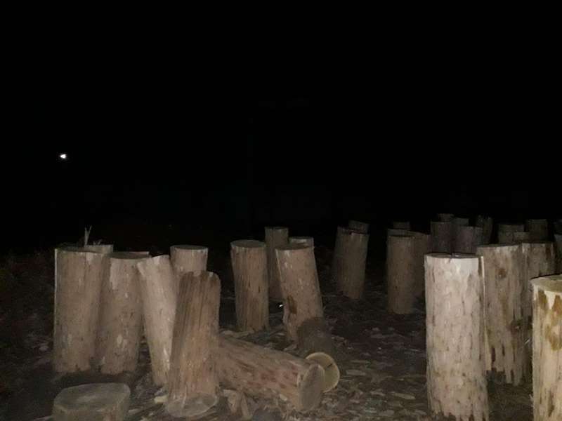 У лісі на Волині фотопастка спіймала крадіїв дубів (фото)