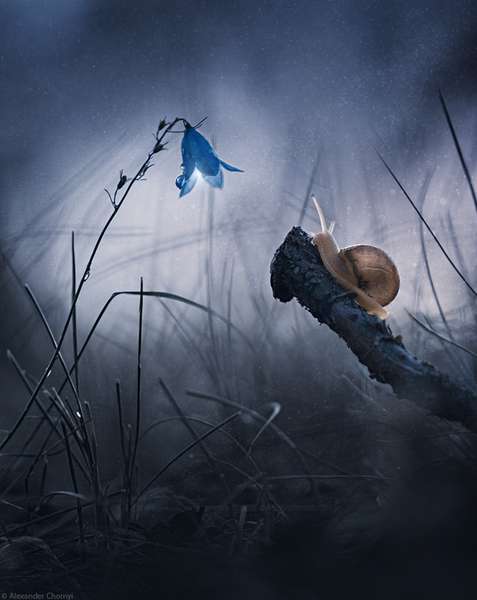 Побачити дивовижне у звичайному: фантастичне макро від українського фотографа