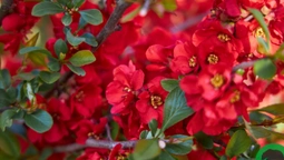 Красиві і ніжні: показали квіти Луцького зоопарку (фото)